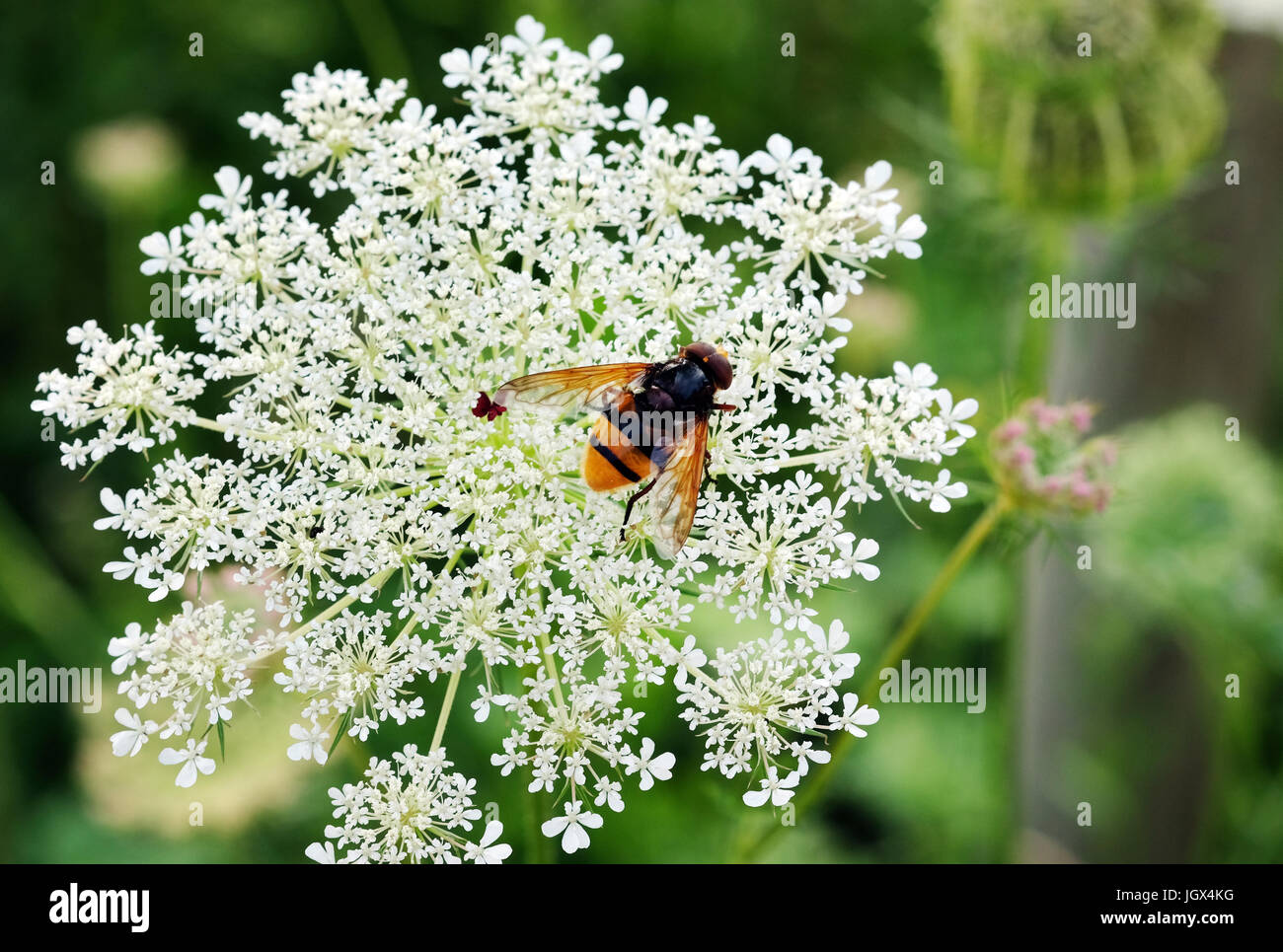 A wasp on a wild carrot plant photographed in Berlin, Germany, 9 July 2017. Photo: Jens Kalaene/dpa-Zentralbild/ZB Stock Photo