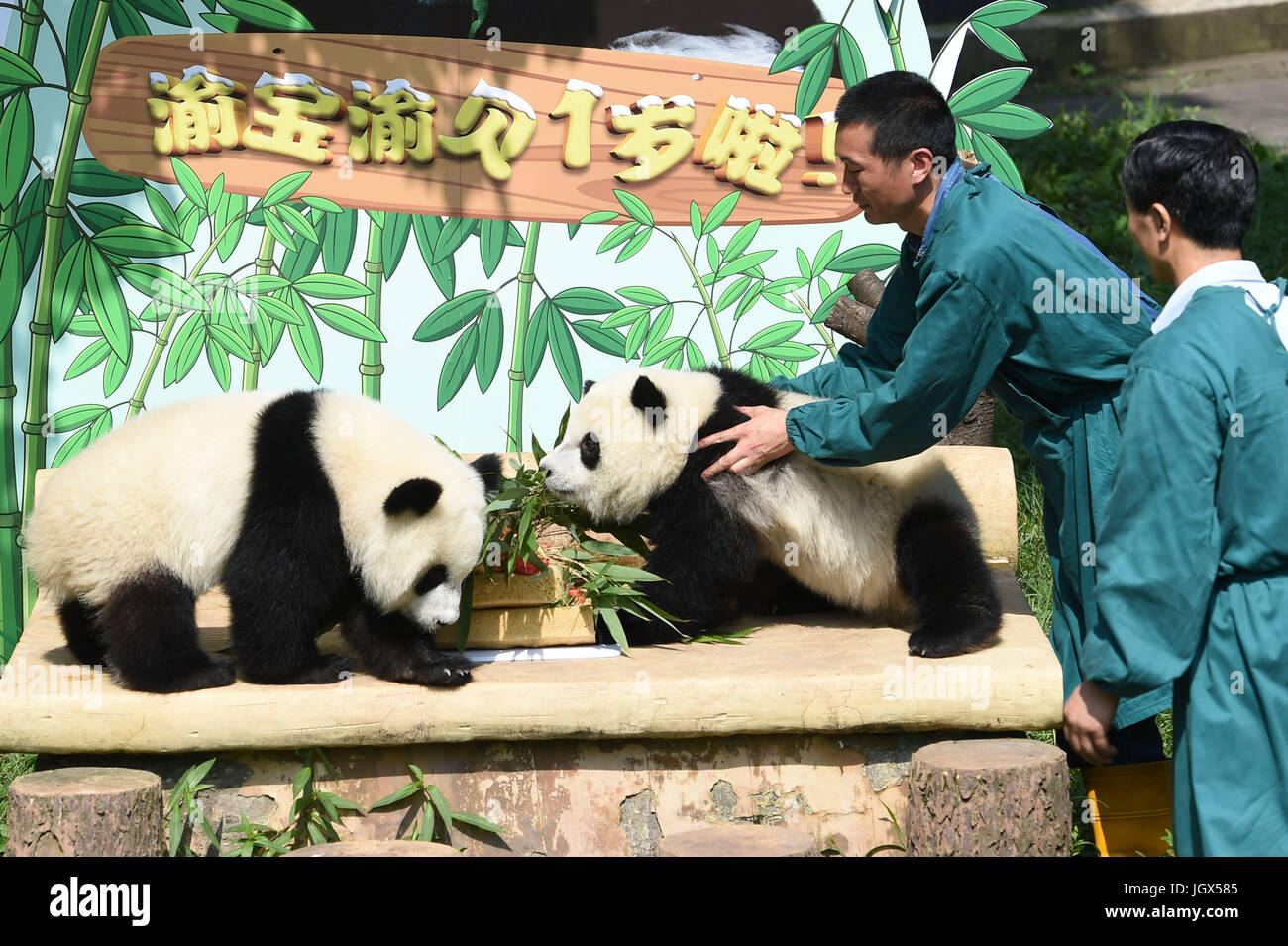 Панда живет в зоопарке. Чунцин зоопарк. Панда в Пекинском зоопарке. Пекинский зоопарк Китай. Зоопарк панд в Китае.