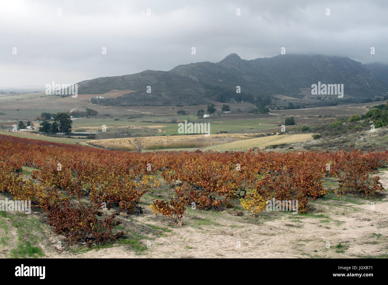 Vines can be seen at the vinyard of winemaker Adi Badenhorst between Wellington and Paarl, South Africa, 20 July 2017. South Africa's western cape lived through a strenuous drought. Photo: Kristin Palitza/dpa Stock Photo