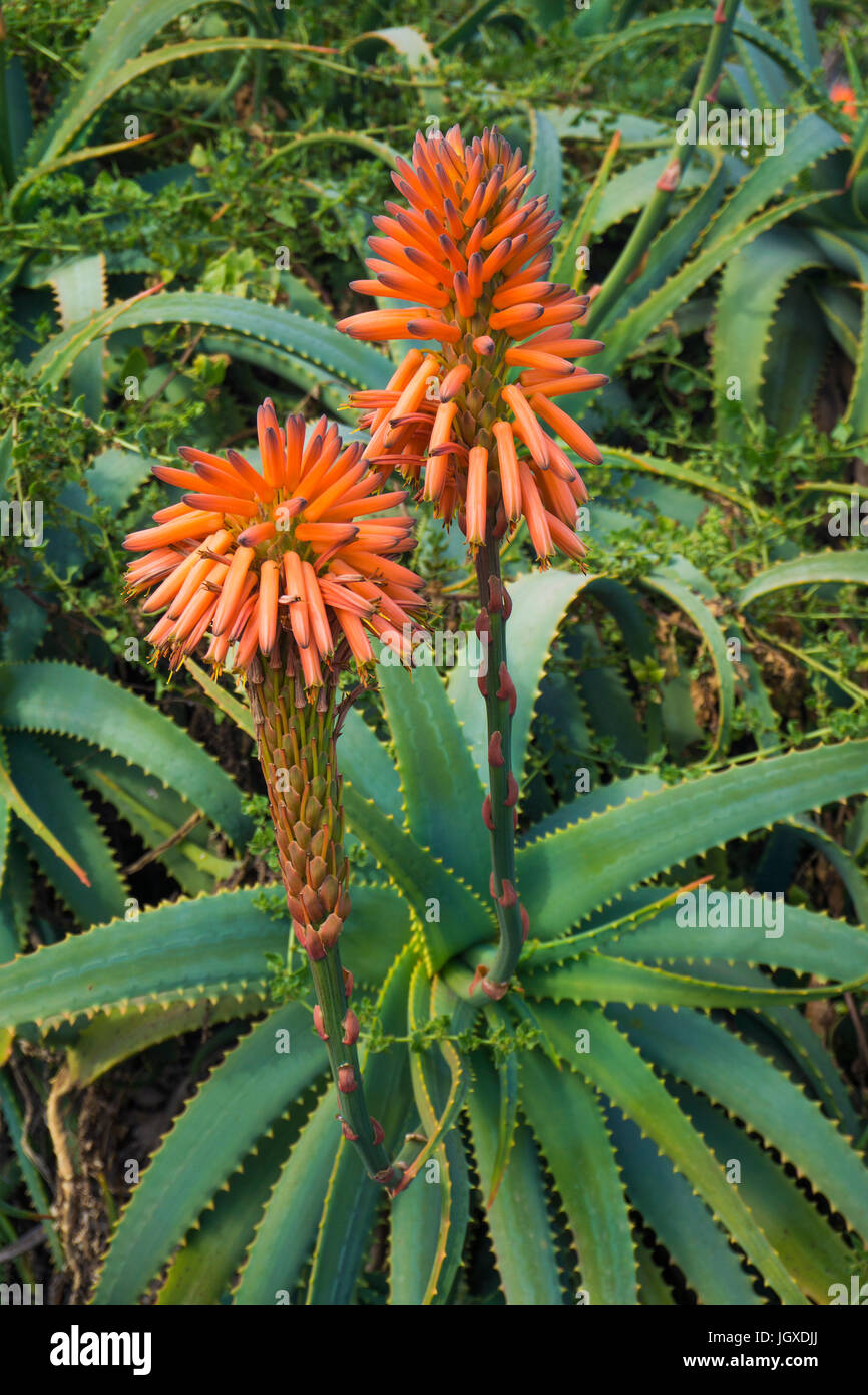 Bluehende Echte Aloe (Aloe vera, Aloe barbadensis) am Pardela Park, Las Pardelas, Lanzarote, Kanarische Inseln, Europa | Aloe vera (Aloe vera, Aloe ba Stock Photo