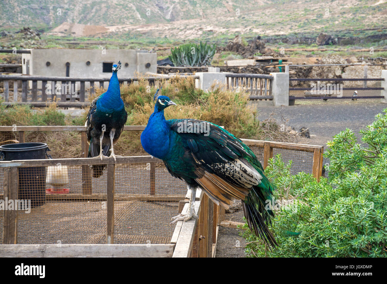 Blaue Pfaue (Pavo cristatus) im Pardela Park, Las Pardelas, Lanzarote, Kanarische Inseln, Europa | Blue peacocks (Pavo cristatus) at Pardela Park, Las Stock Photo