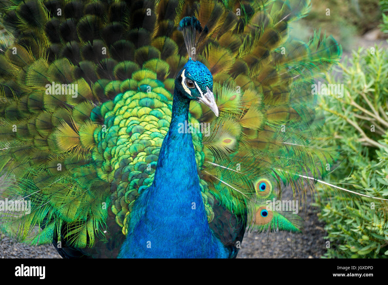 Rad schlagender blauer Pfau (Pavo cristatus) im Pardela Park, Las Pardelas, Lanzarote, Kanarische Inseln, Europa | Blue peacock (Pavo cristatus) at Pa Stock Photo