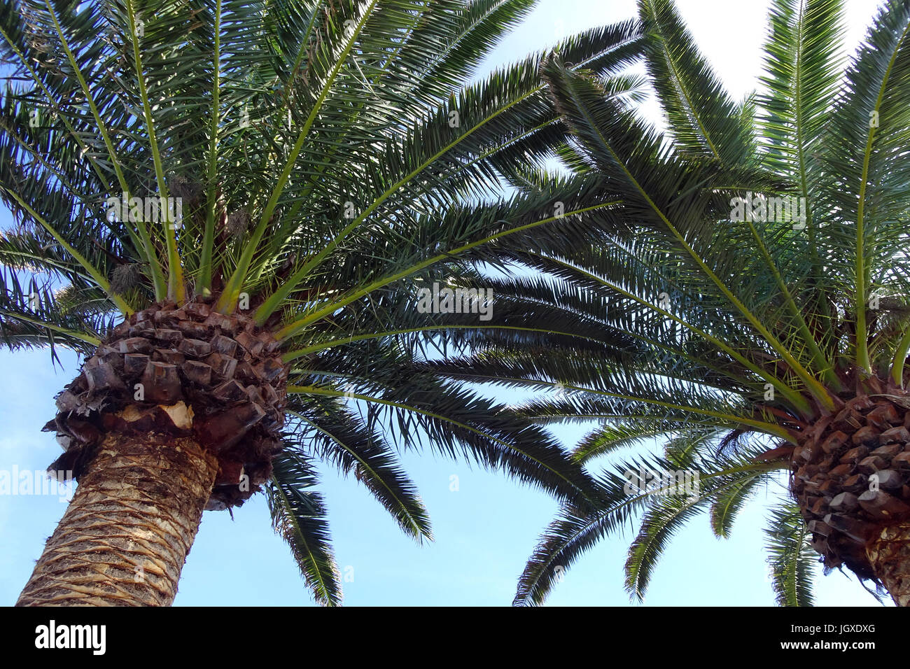 Palmen in Tiagua, Gemeinde Teguise, Lanzarote, Kanarische Inseln, Europa | Palm trees at Tiagua, province Teguise, Lanzarote, Canary islands, Europe Stock Photo