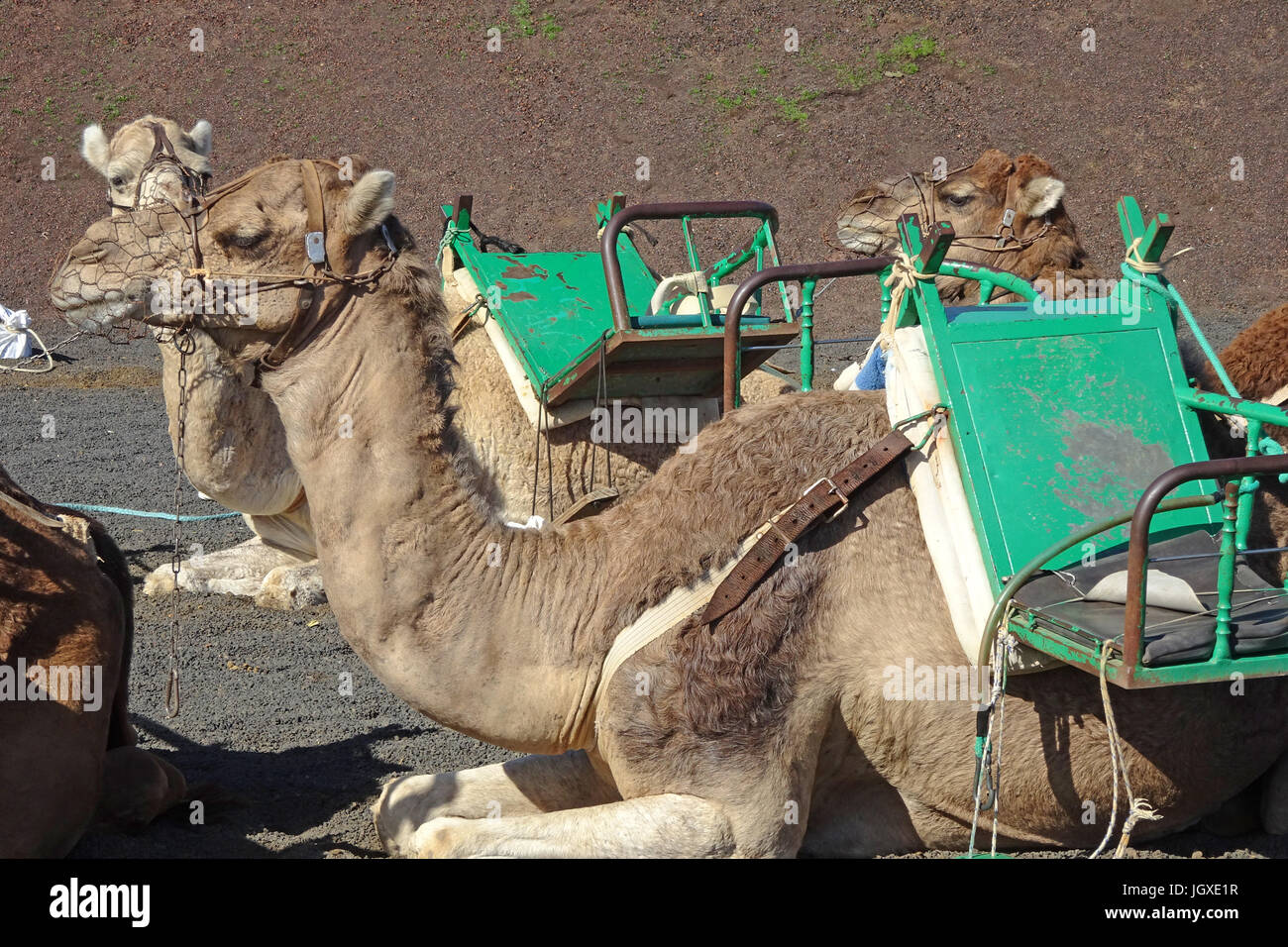 Dromedare, einhoeckriges Kamel (Camelus dromedarius), Reitkamele fuer touristische Ausfluege im Nationalpark Timanfaya, Lanzarote, Kanarische Inseln, Stock Photo