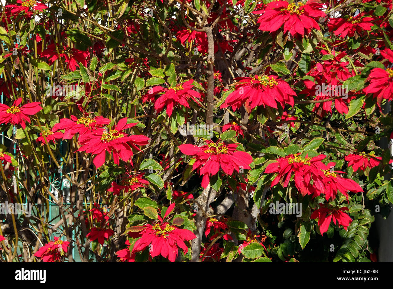 Grosser Weihnachtsstern-Busch, Roter Weihnachtsstern (Euphorbia pulcherrima) vor typisch kanarischem Wohnhaus in Uga, Lanzarote, Kanarische Inseln, Eu Stock Photo