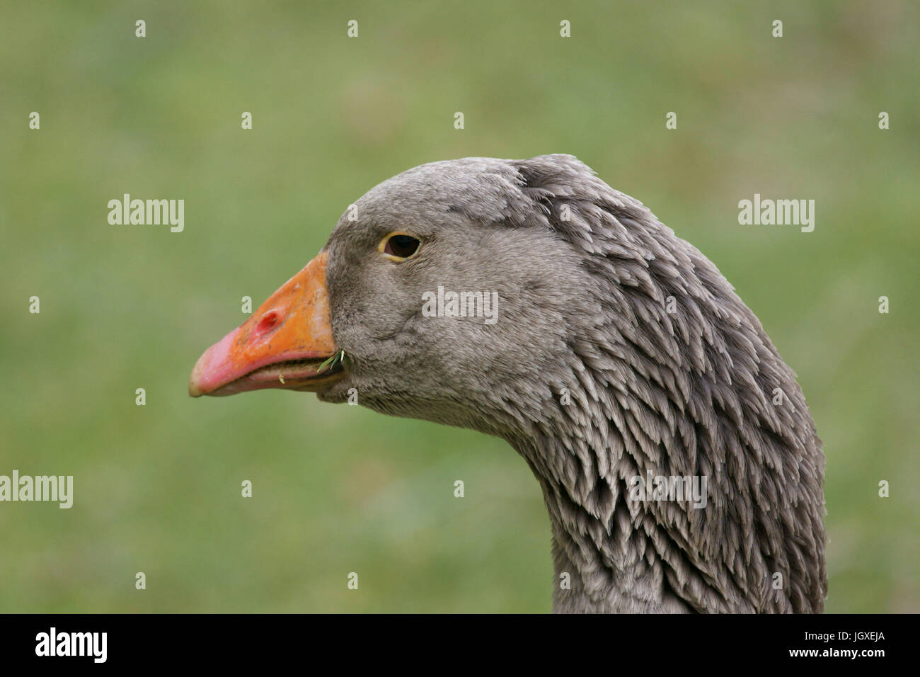 Toulouse geese hi-res stock photography and images - Alamy