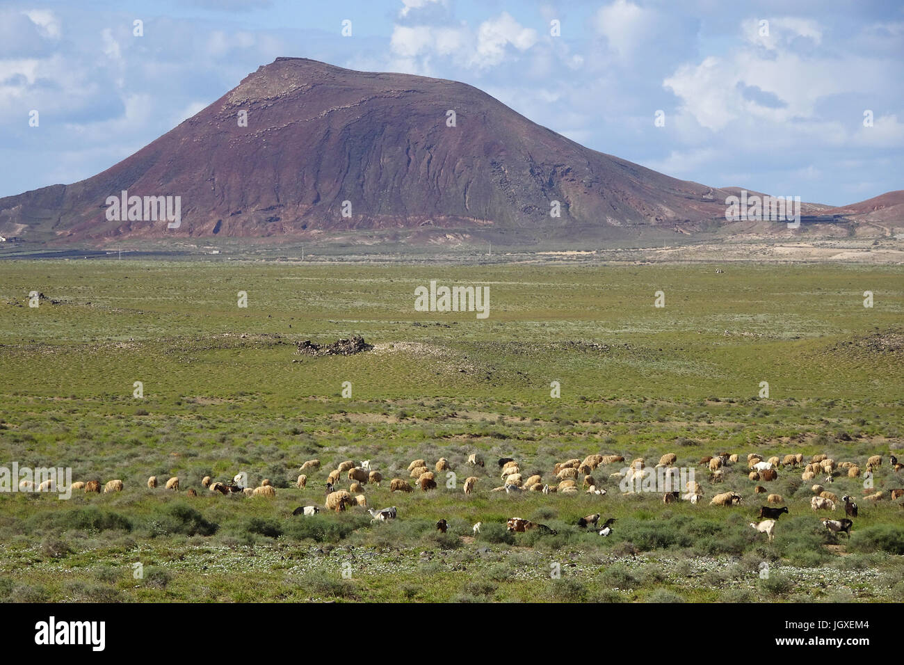 Ziegenherde bei La Caleta de Famara, Lanzarote, Kanarische Inseln, Europa | Goat herd at La Caleta de Famara, Lanzarote, Canary islands, Europe Stock Photo