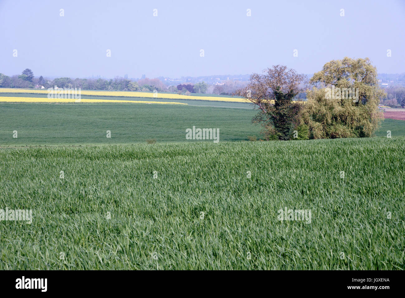 Plantation, Champs de Colza (Brassica napus), Boissy sous Saint Yon, Essonne, Ile de France, France Stock Photo