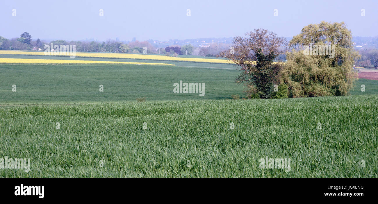 Plantation, Champs de Colza (Brassica napus), Boissy sous Saint Yon, Essonne, Ile de France, France Stock Photo