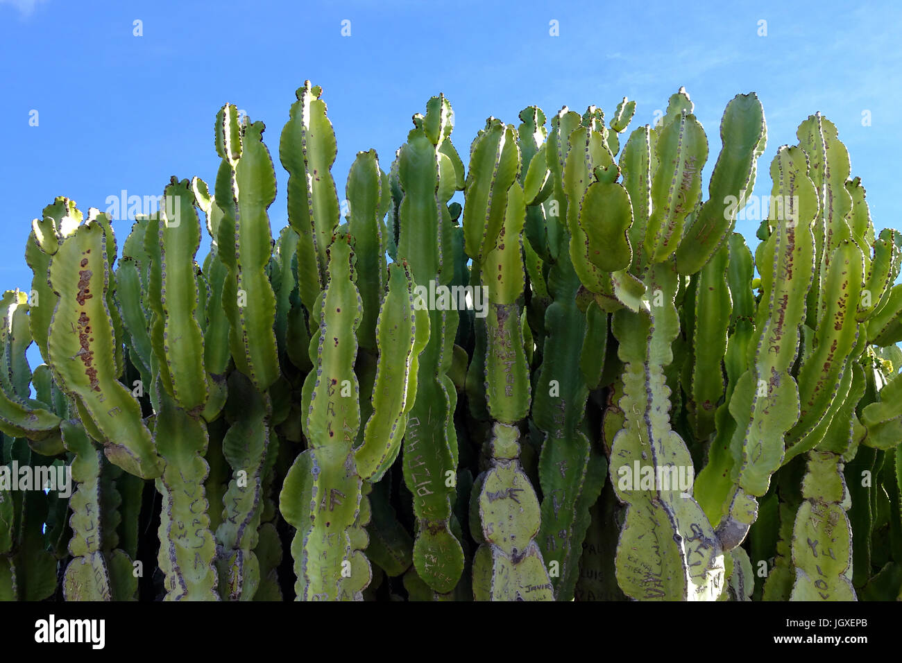 Kaktus wolfsmilch hi-res stock photography and images - Alamy
