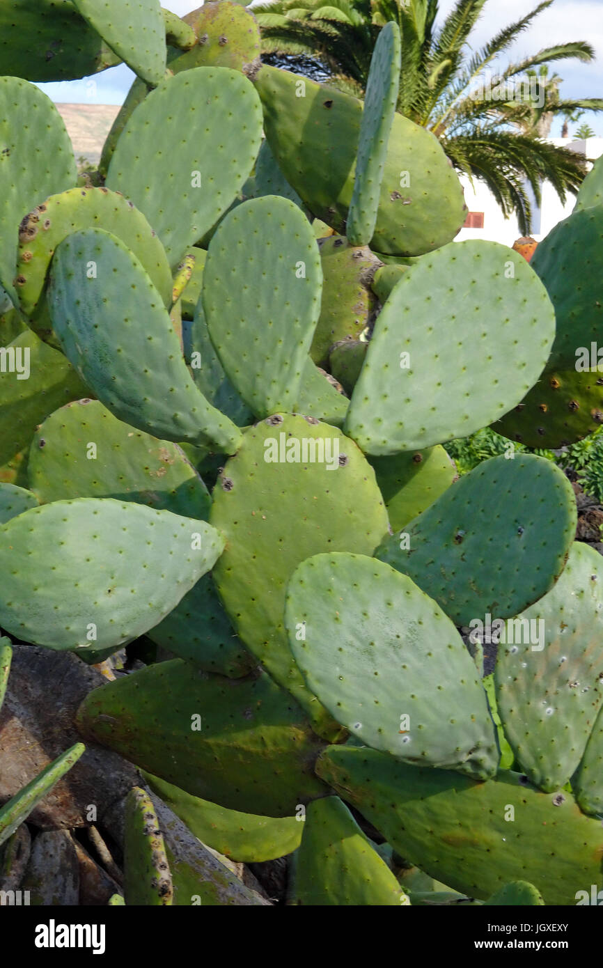 Feigen-Kaktus (Opuntia ficus-indica, Opuntia ficus-barbarica), La Geria, Lanzarote, Kanarische Inseln, Europa | Cactus, prickly pear [ (Opuntia ficus- Stock Photo