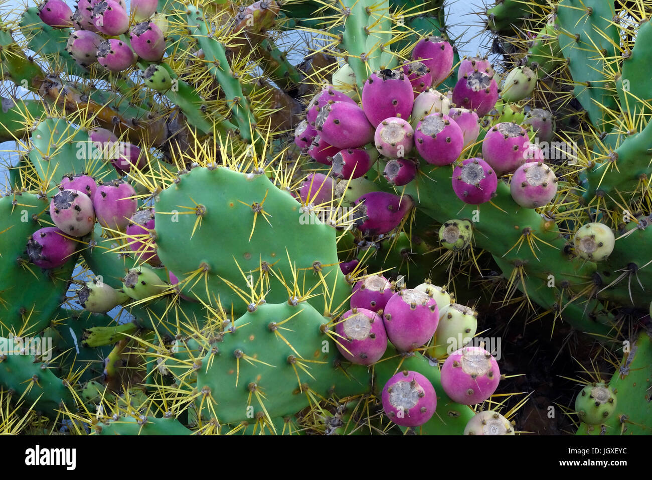 Feigen-Kaktus (Opuntia ficus-indica, Opuntia ficus-barbarica) mit Fruechten, La Geria, Lanzarote, Kanarische Inseln, Europa | Cactus, prickly pear [ ( Stock Photo