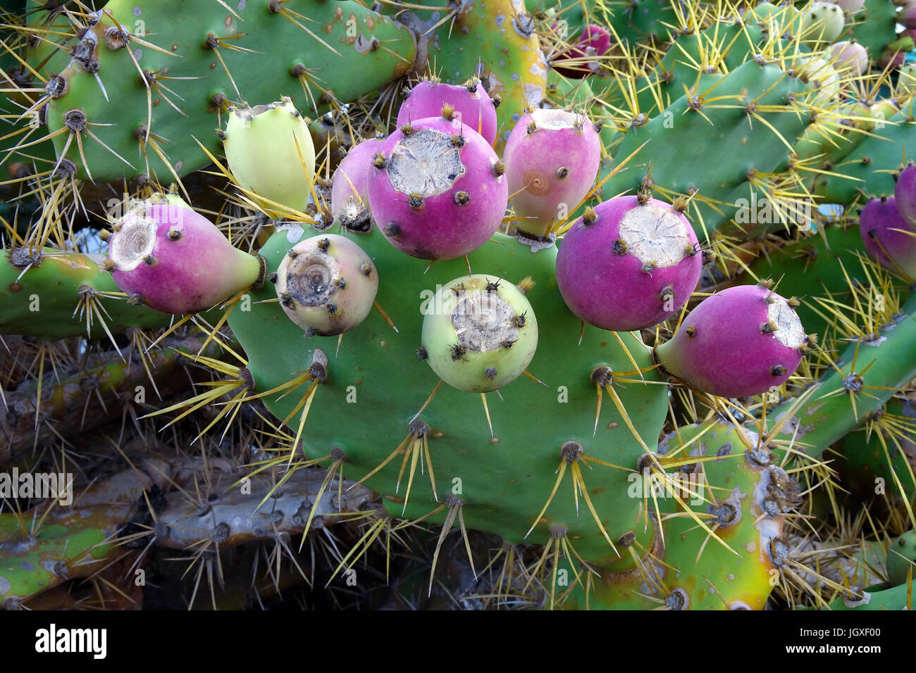 Feigen-Kaktus (Opuntia ficus-indica, Opuntia ficus-barbarica) mit Fruechten, La Geria, Lanzarote, Kanarische Inseln, Europa | Cactus, prickly pear [ ( Stock Photo