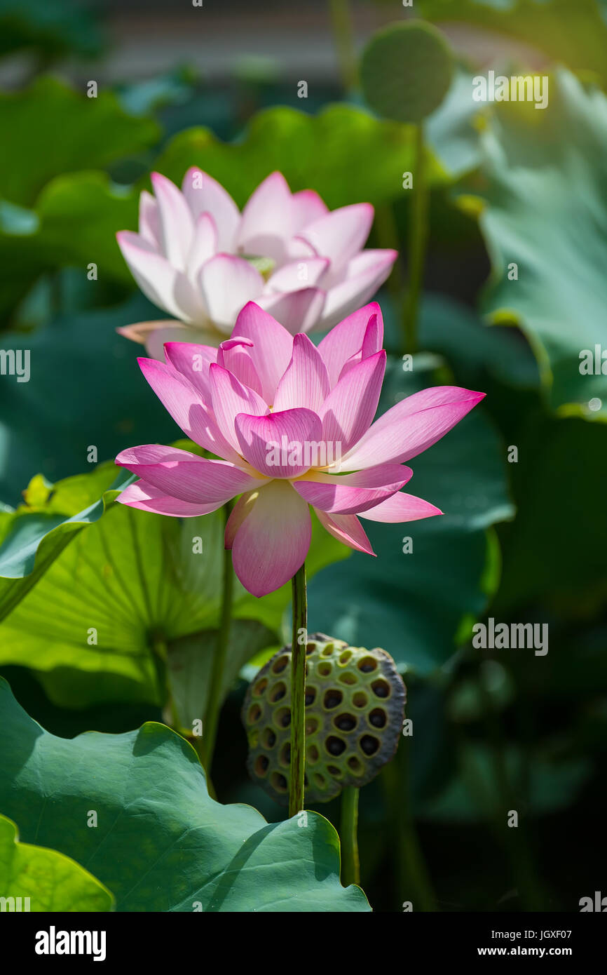 Lotus flower and Lotus flower plants Stock Photo Alamy