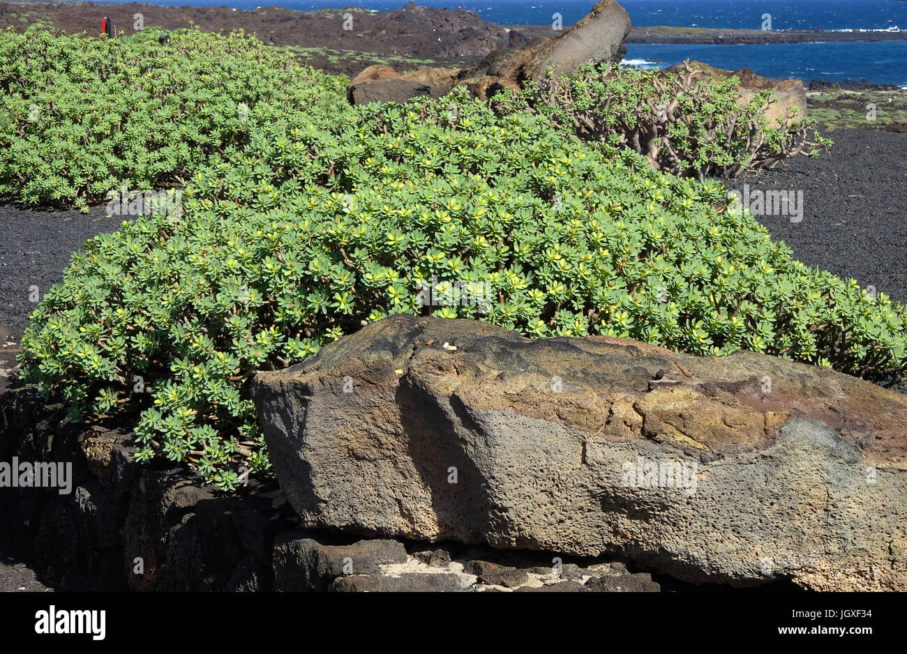 Tabaiba dulce, Balsam-Wolfsmilch (Euphorbia balsamifera), Kuestenvegetation im Norden von Lanzarote, Kanarische Inseln, Europa | Tabaiba (Euphorbia ba Stock Photo