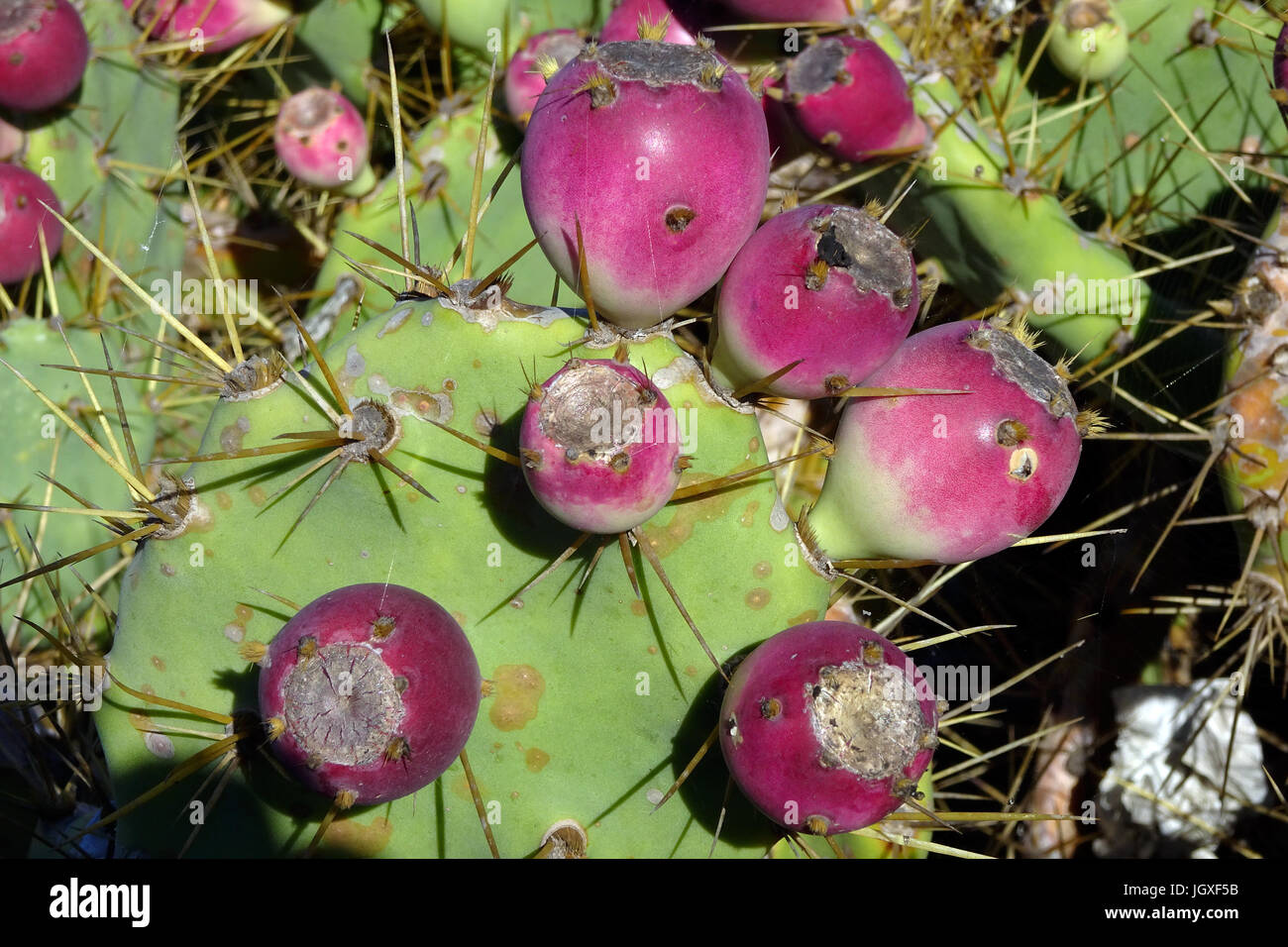 Feigen-Kaktus (Opuntia ficus-indica, Opuntia ficus-barbarica) mit Fruechten, La Geria, Lanzarote, Kanarische Inseln, Europa | Cactus, prickly pear [ ( Stock Photo