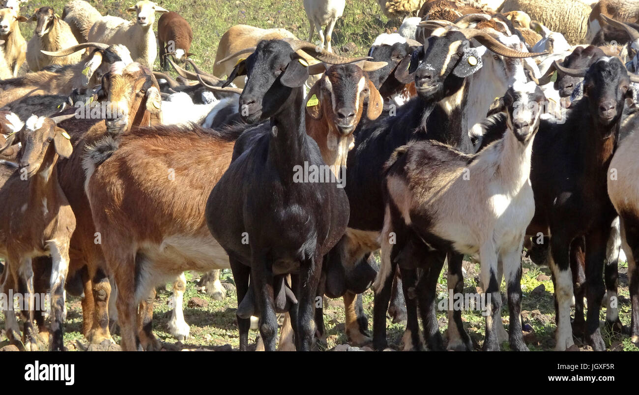 Ziegenherde bei Playa Quemada, Lanzarote, Kanarische Inseln, Europa | Goat herd at Playa Quemada, Lanzarote, Canary islands, Europe Stock Photo