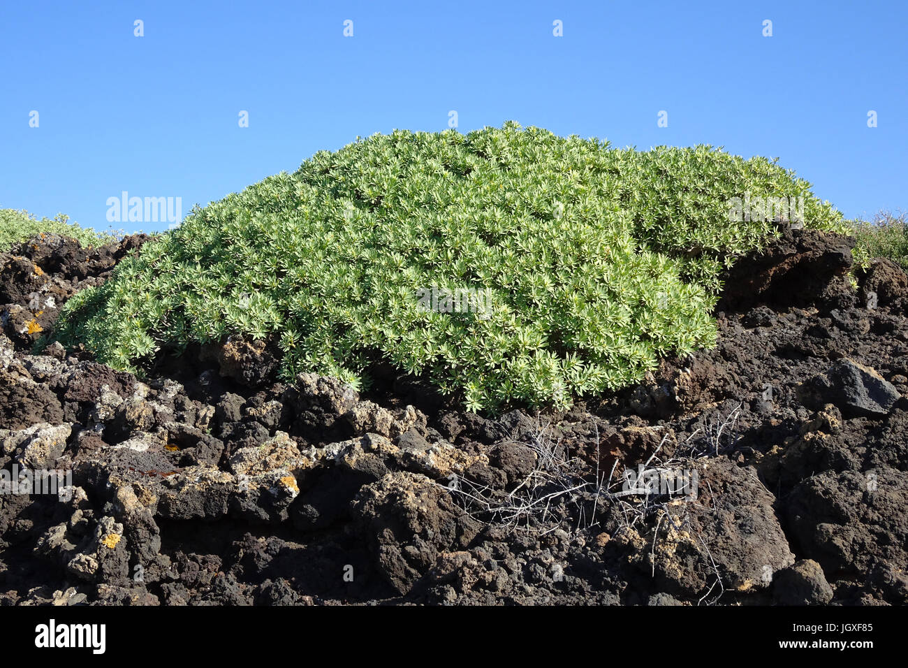 Tabaibastraeucher wachsen auf einem Lavafeld, Tabaiba dulce, Balsam-Wolfsmilch (Euphorbia balsamifera), Kuestenvegetation bei El Golfo, Lanzarote, Kan Stock Photo