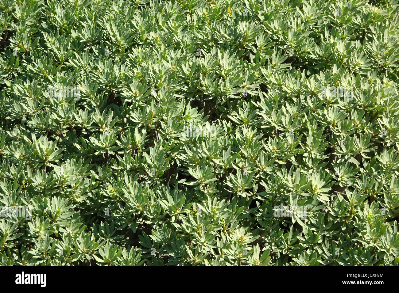 Tabaibastraeucher wachsen auf einem Lavafeld, Tabaiba dulce, Balsam-Wolfsmilch (Euphorbia balsamifera), Kuestenvegetation bei El Golfo, Lanzarote, Kan Stock Photo