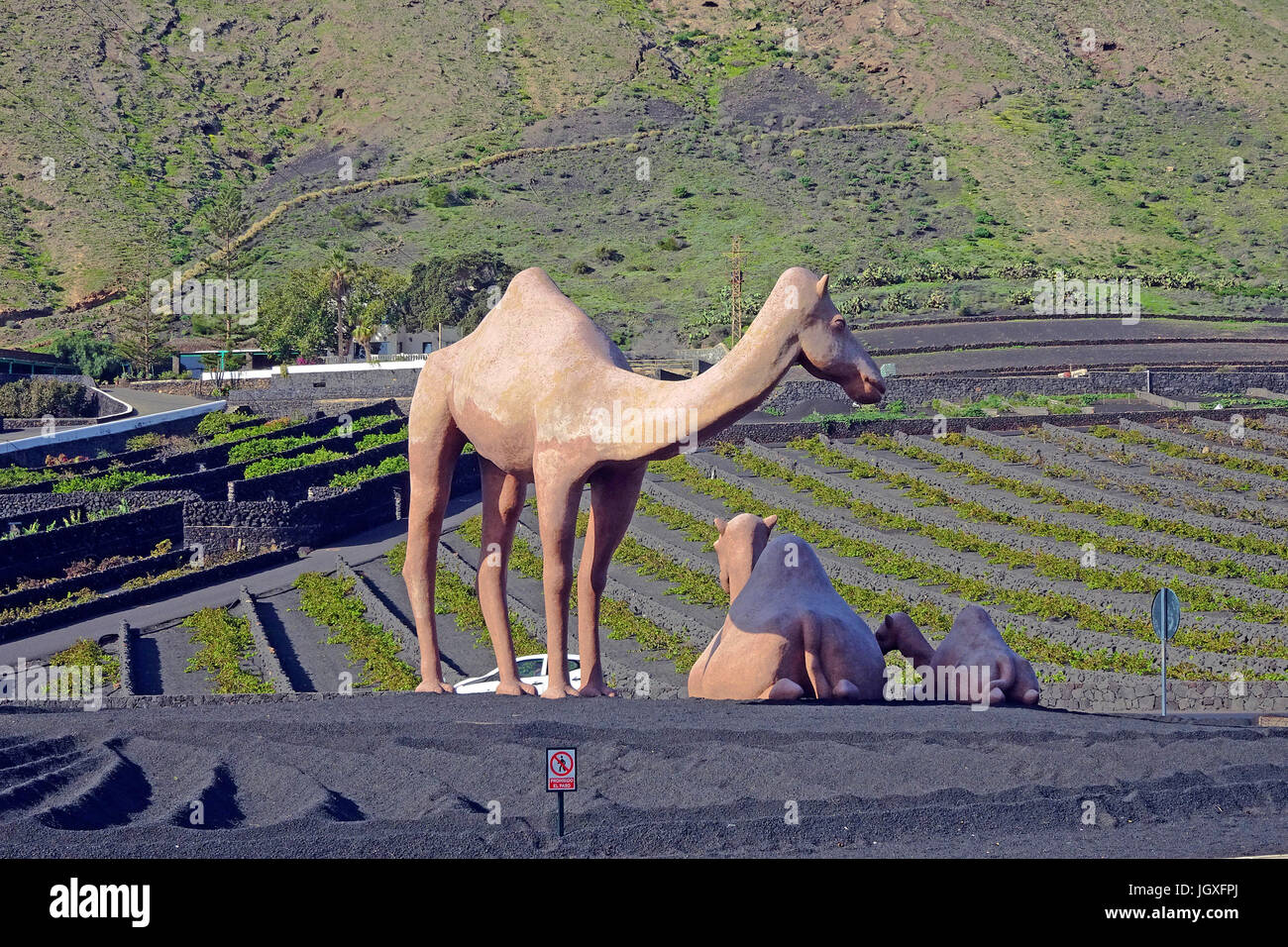 Uebergrosse Kamel-Figuren an einem Kresiverkehr kurz vor Uga, Lanzarote, Kanarische Inseln, Europa | Big Camle statue at a roundabout, Uga, Lanzarote, Stock Photo