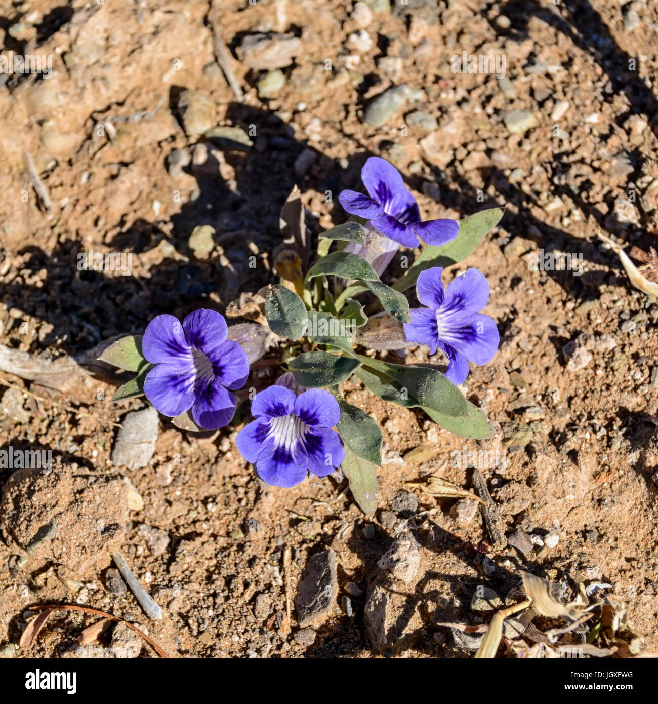Aptosimum indivisum flower in Southern African savanna Stock Photo Alamy