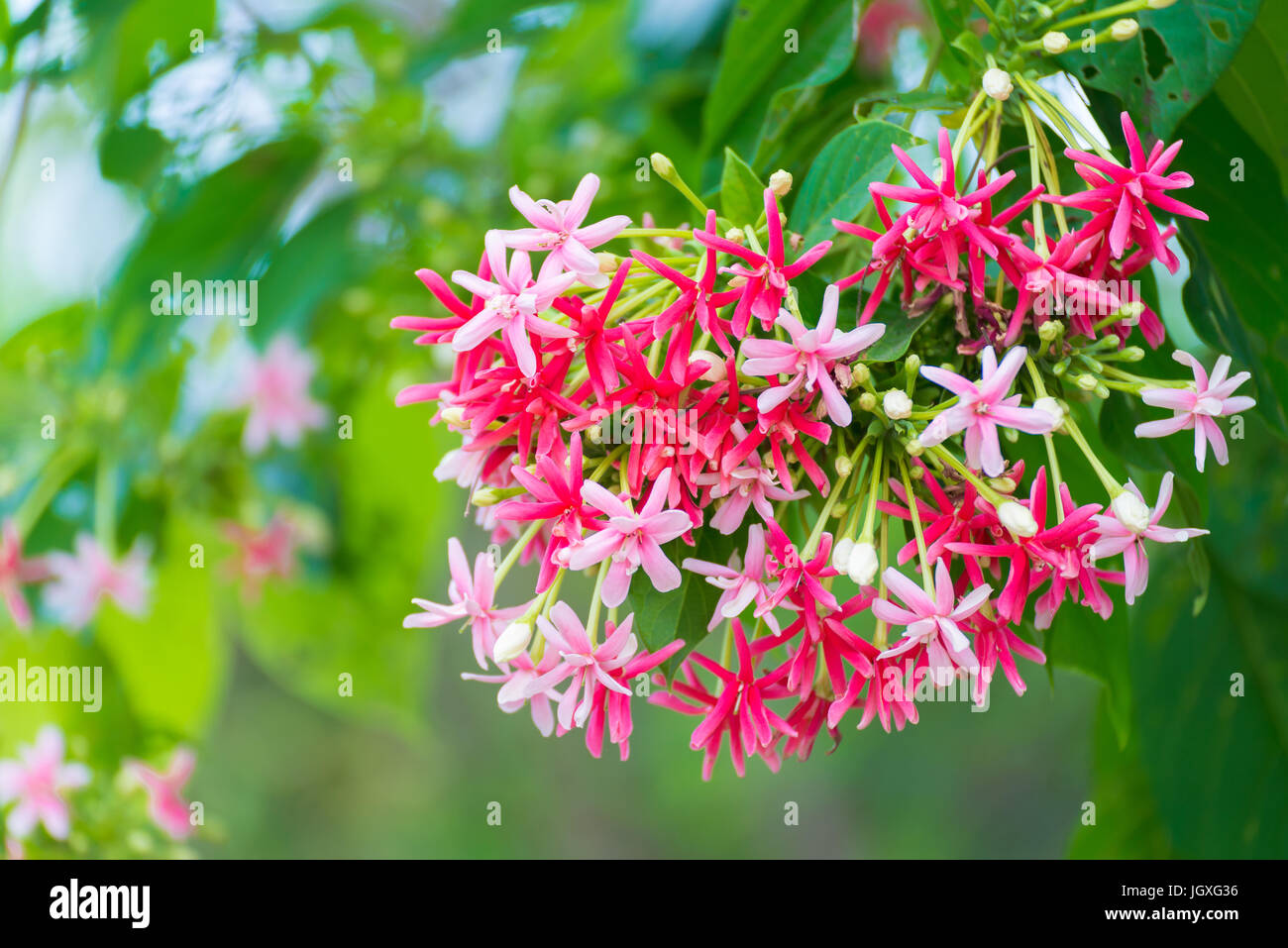 Thai small pink flowers blossom, Quisqualis Indica flower plant , Chinese honeysuckle, Rangoon Creeper or Combretum indicum, shallow focus Stock Photo