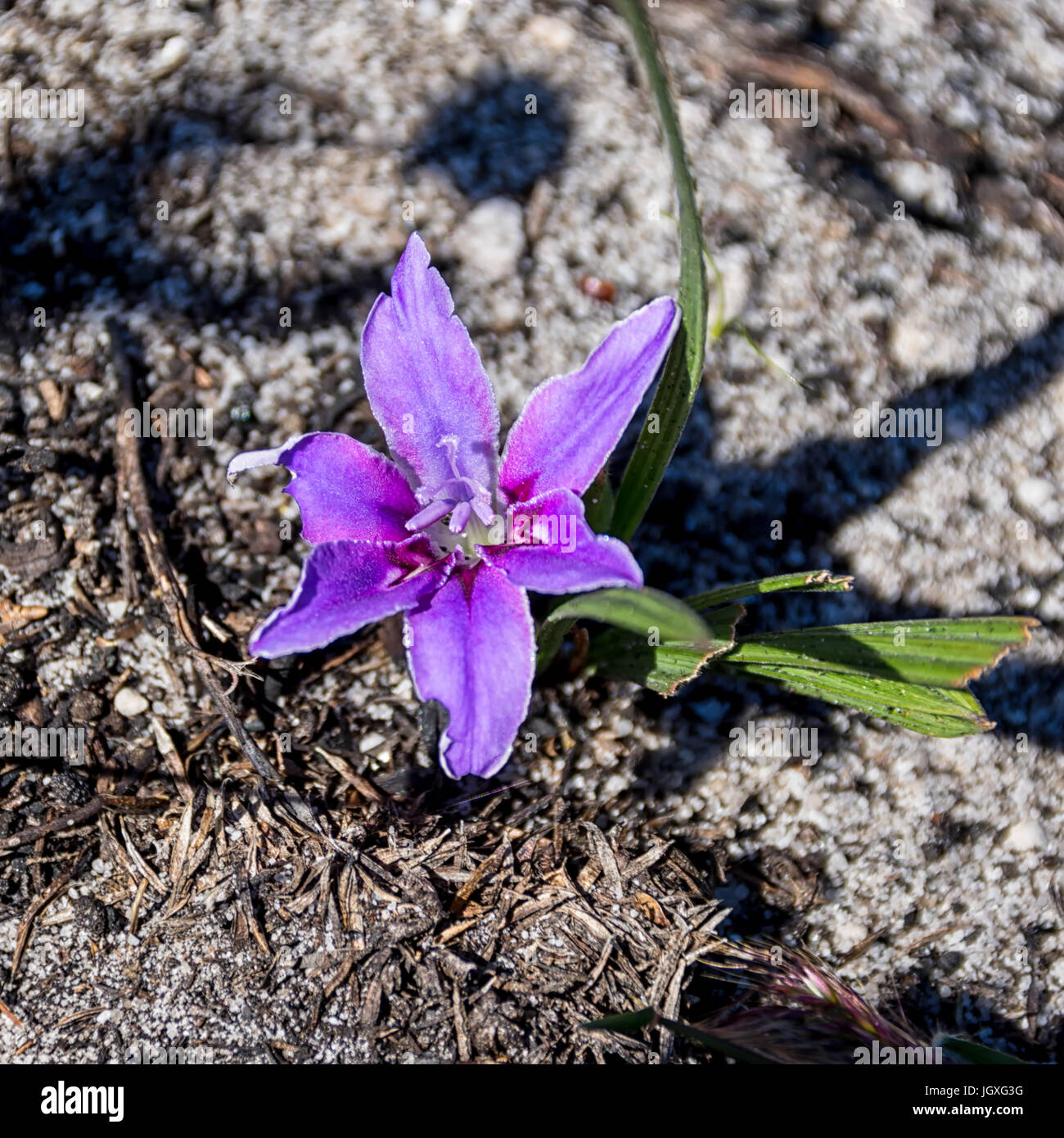 babiana ambigua flower in the Southern Cape, South Africa Stock Photo