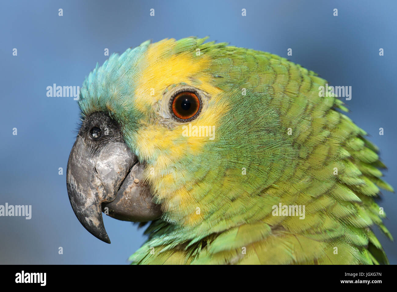 Amazone a front bleu hires stock photography and images Alamy