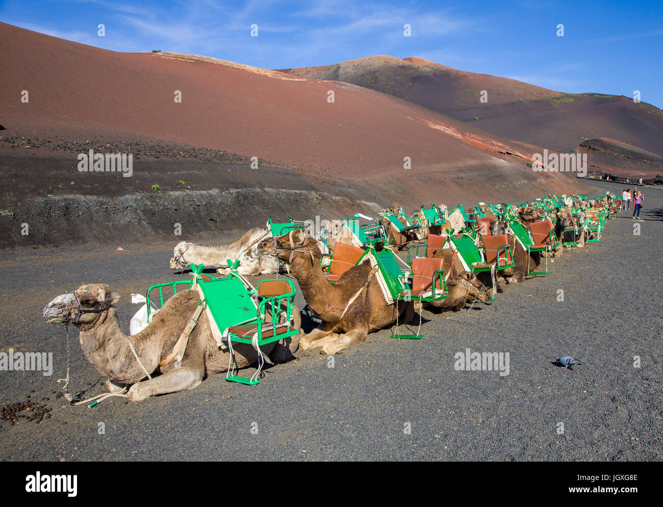 Rastende Dromedare, einhoeckriges Kamel (Camelus dromedarius) im Nationalpark Timanfaya, Lanzarote, Kanarische Inseln, Europa | Resting dromedaries, c Stock Photo