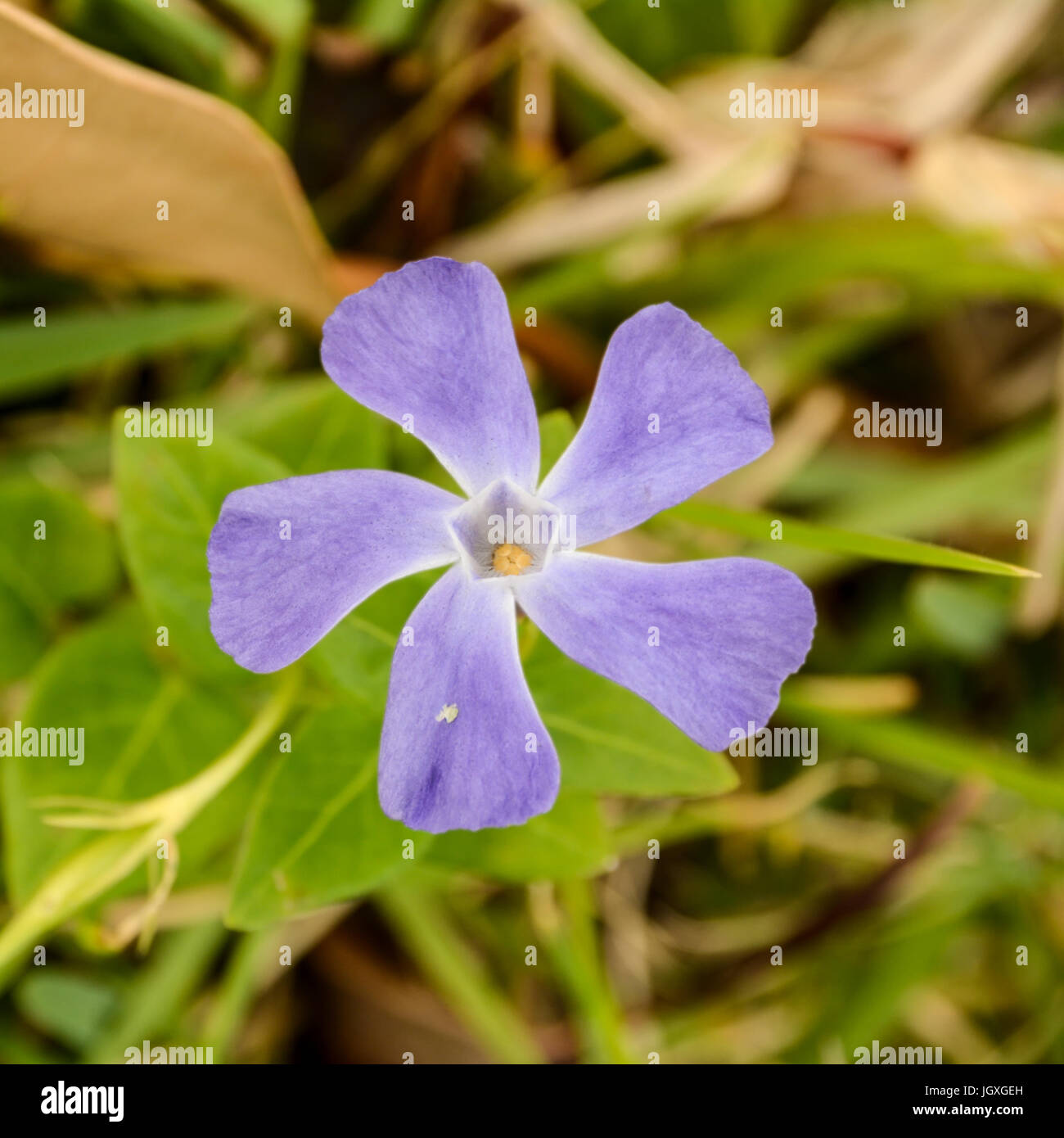 Vinca Plants High Resolution Stock Photography and Images Alamy
