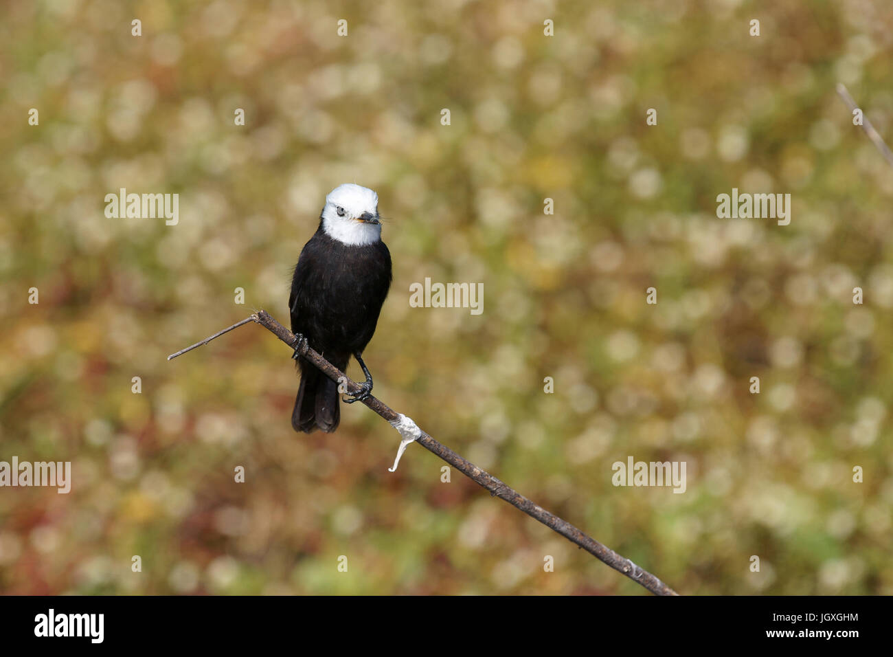 Ave Lavadeira De Cabeca Branca Pantanal Mato Grosso Do Sul Brazil Stock Photo Alamy