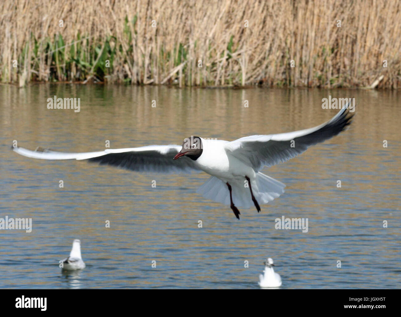 Black Headed Gull Stock Photo