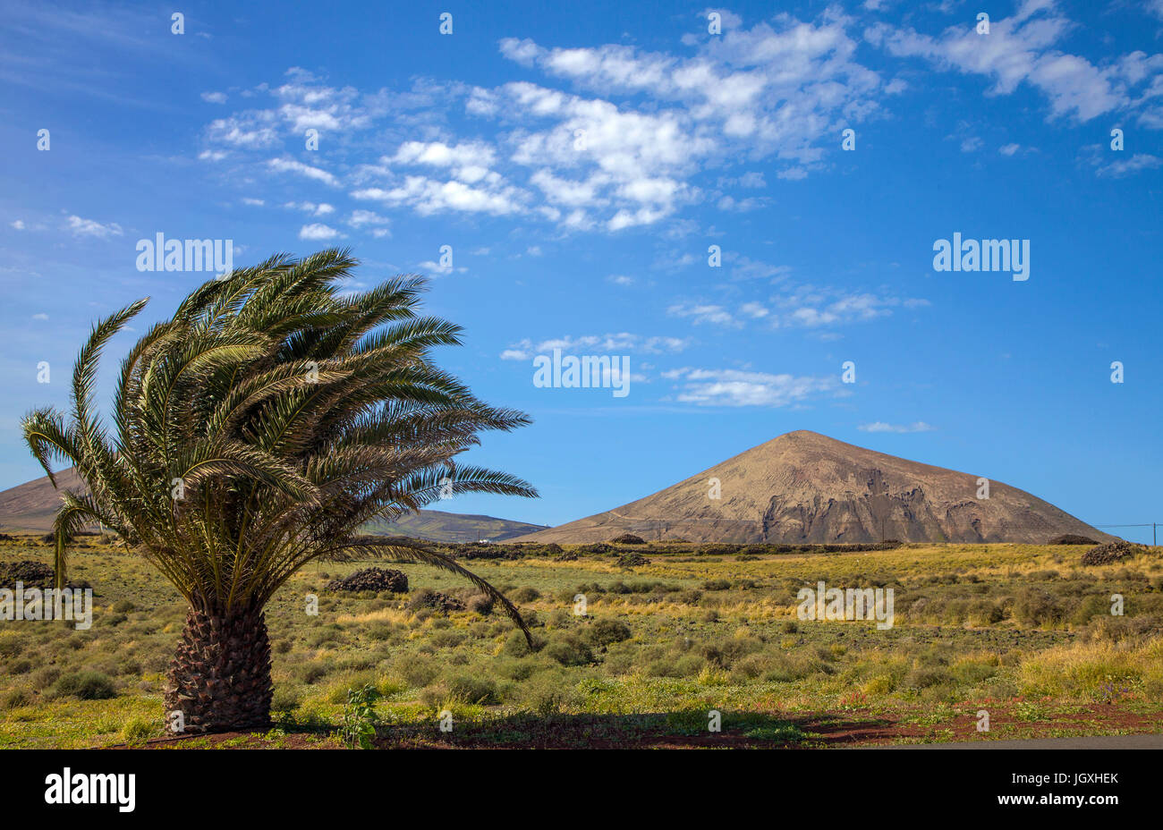 Palme und huegelige Landschaft bei Tias, Lanzarote, Kanarische Inseln, Europa | Palm tree and landscape at Tias, Lanzarote, Canary islands, Europe Stock Photo