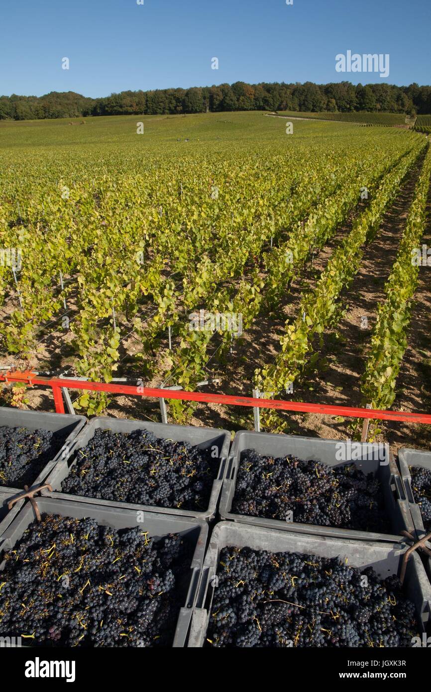 WINE-MAKING IN THE MARNE (51),EASTERN FRANCE Stock Photo