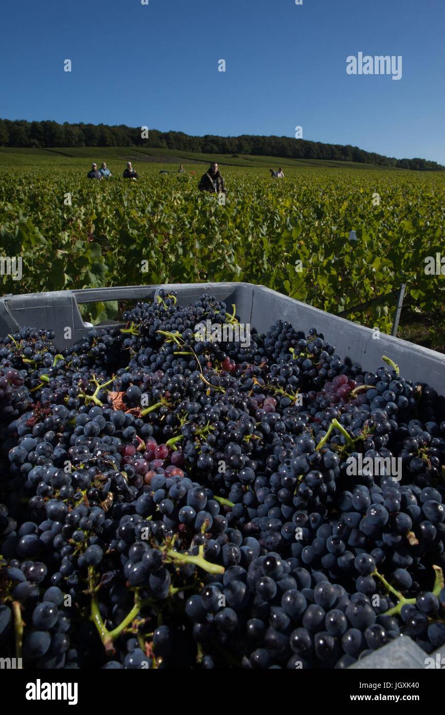 WINE-MAKING IN THE MARNE (51),EASTERN FRANCE Stock Photo