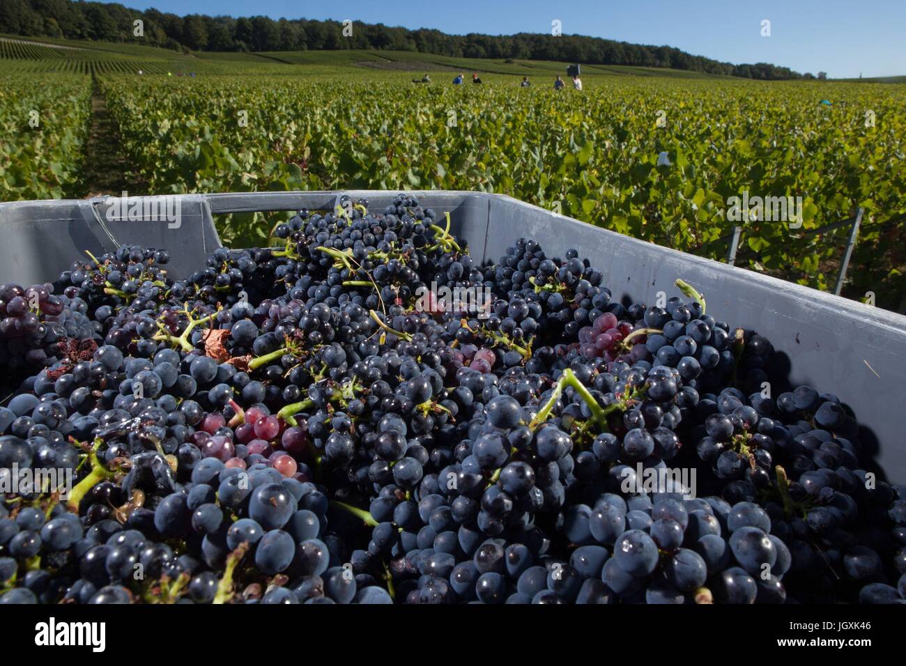 WINE-MAKING IN THE MARNE (51),EASTERN FRANCE Stock Photo
