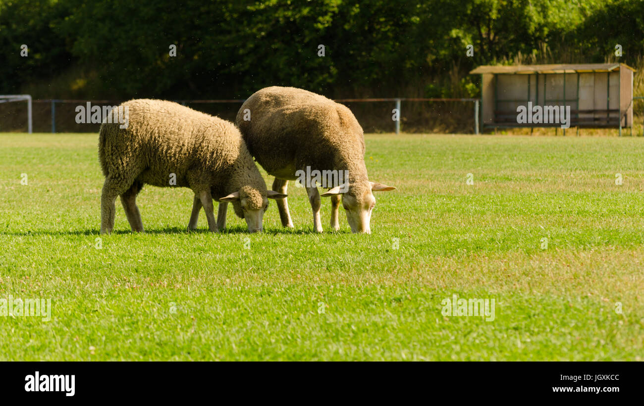 summer scene of sheep eating grass in football field Stock Photo - Alamy