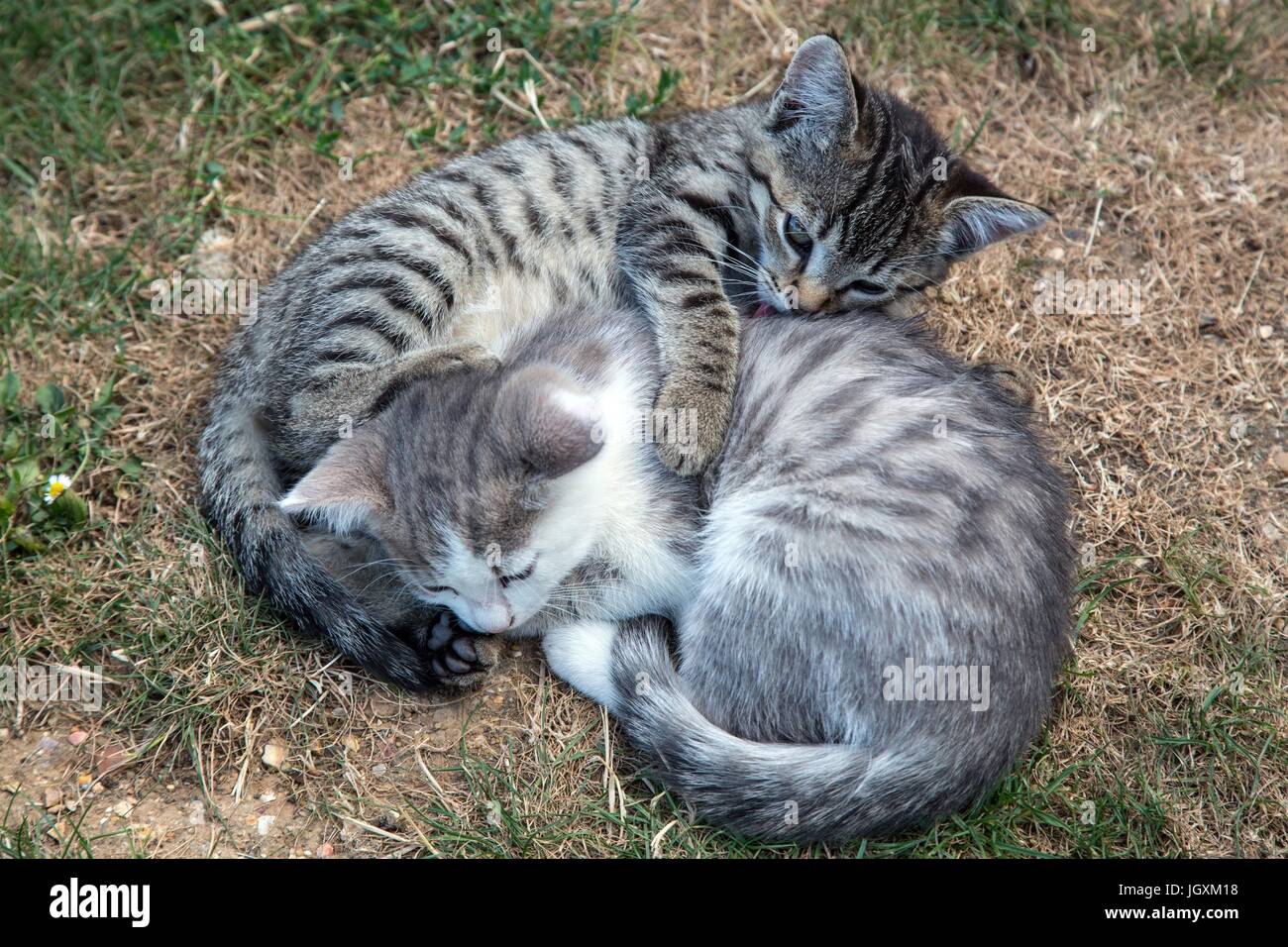 YOUNG CATS PLAYING Stock Photo Alamy