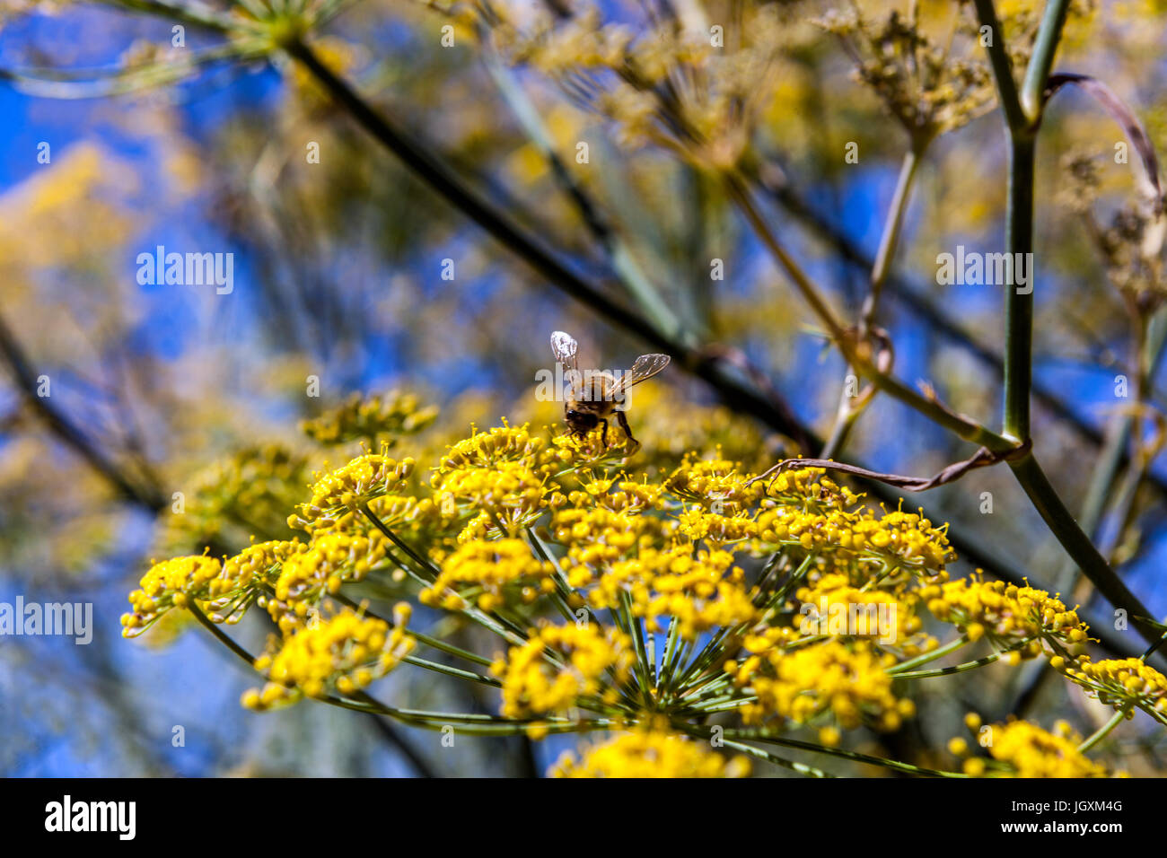 Foeniculum vulgare 'Purpureum'. Purple Fennel yellow flowers Stock