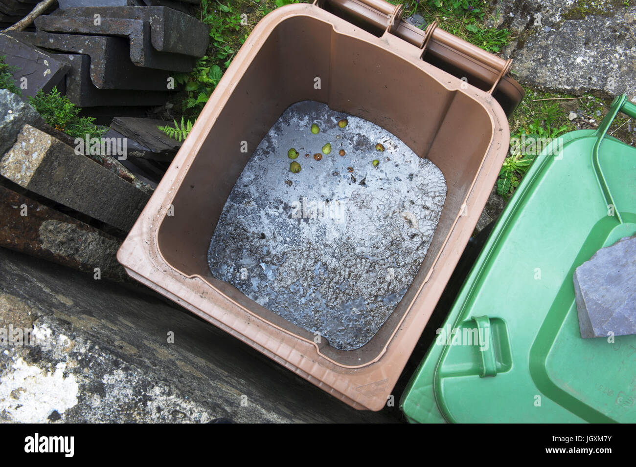 Disposing of perennial weeds by drowning in a green waste recycling bin. After three months the surface has covered over with a layer of mould. Stock Photo