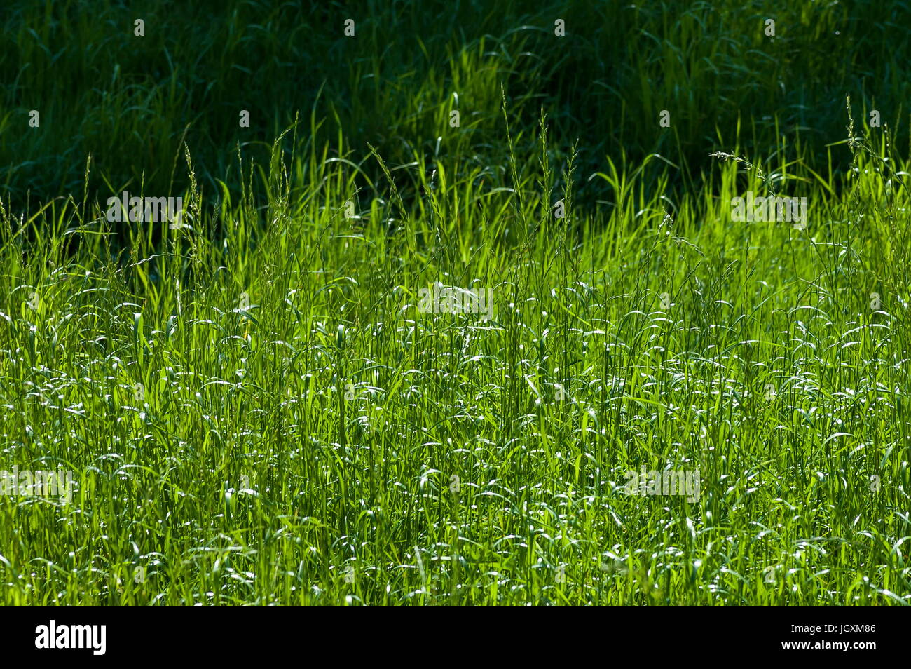 Macro of grass spikes on green background, Central Balkan mountain, Stara Planina, Bulgaria Stock Photo
