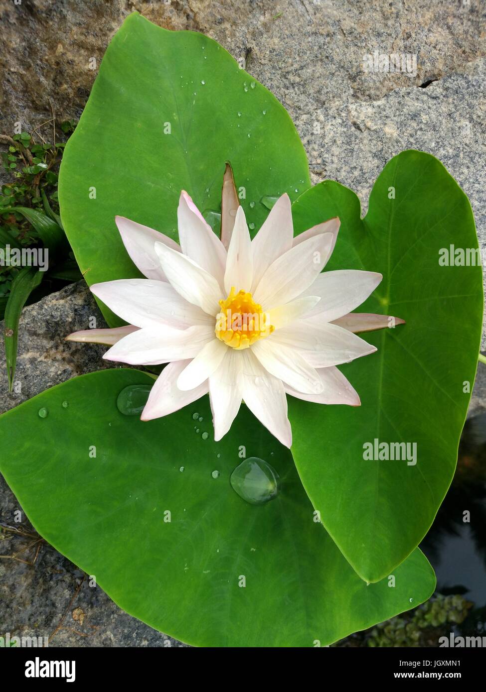 white lotus Stock Photo Alamy