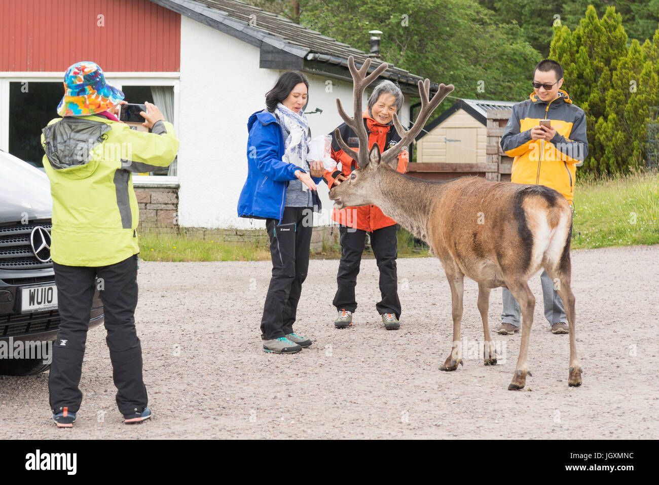 Asian tourists with red deer n The Highlands of Scotland, UK Stock Photo