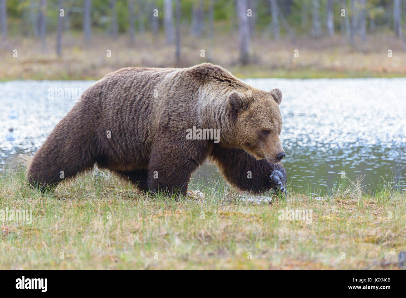 Wild Eurasian brown bear (Ursus arctos arctos) in the forests of Finland. Stock Photo