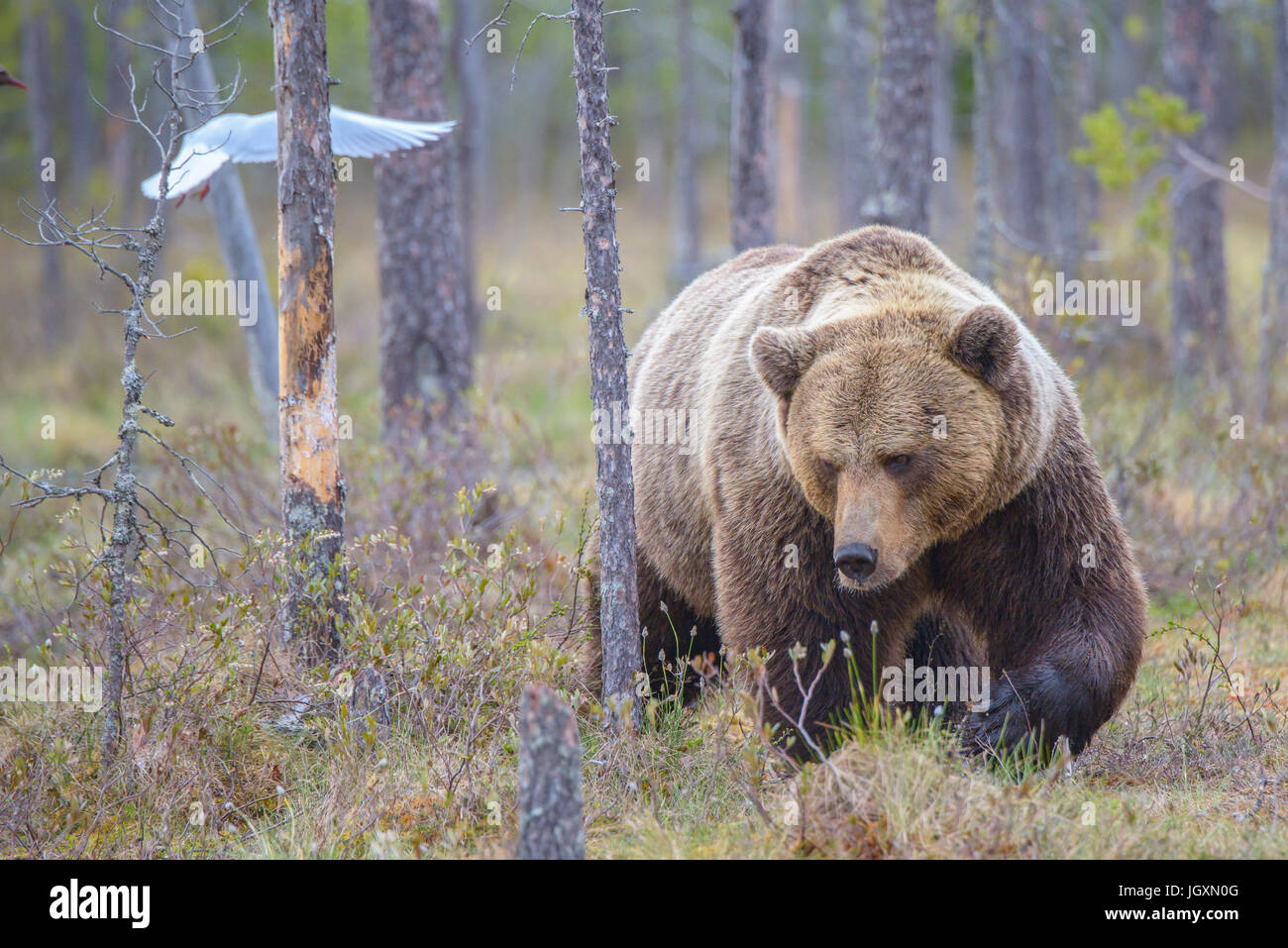 Wild Eurasian brown bear (Ursus arctos arctos) in the forests of Finland. Stock Photo