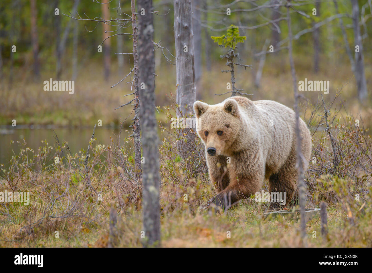 Wild Eurasian brown bear (Ursus arctos arctos) in the forests of Finland. Stock Photo