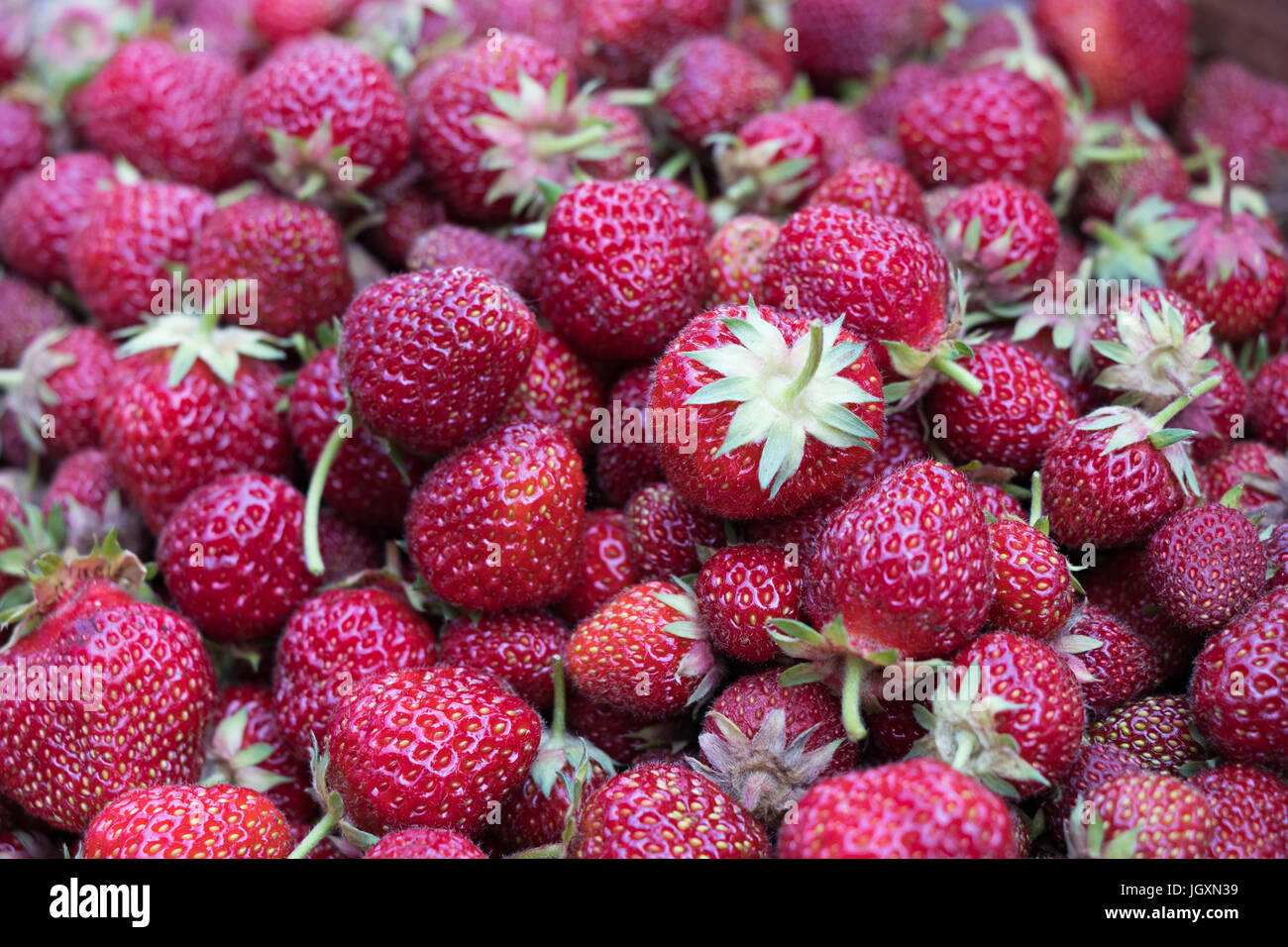 Closeup of a pile of freshly harvested strawberries Stock Photo - Alamy