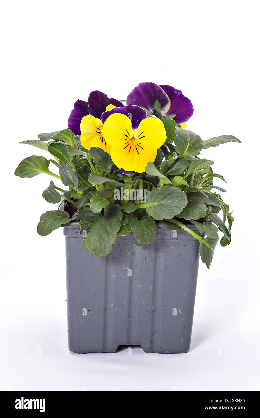 Yellow violet pansy seedlings isolated on white Stock Photo Alamy