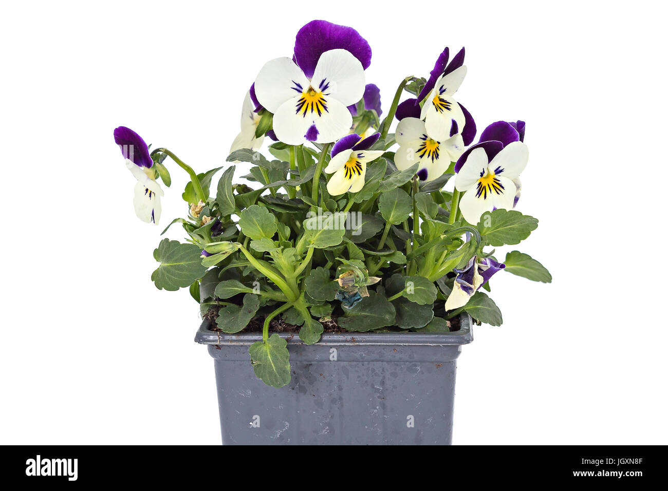 White blue pansy seedlings isolated on white Stock Photo Alamy