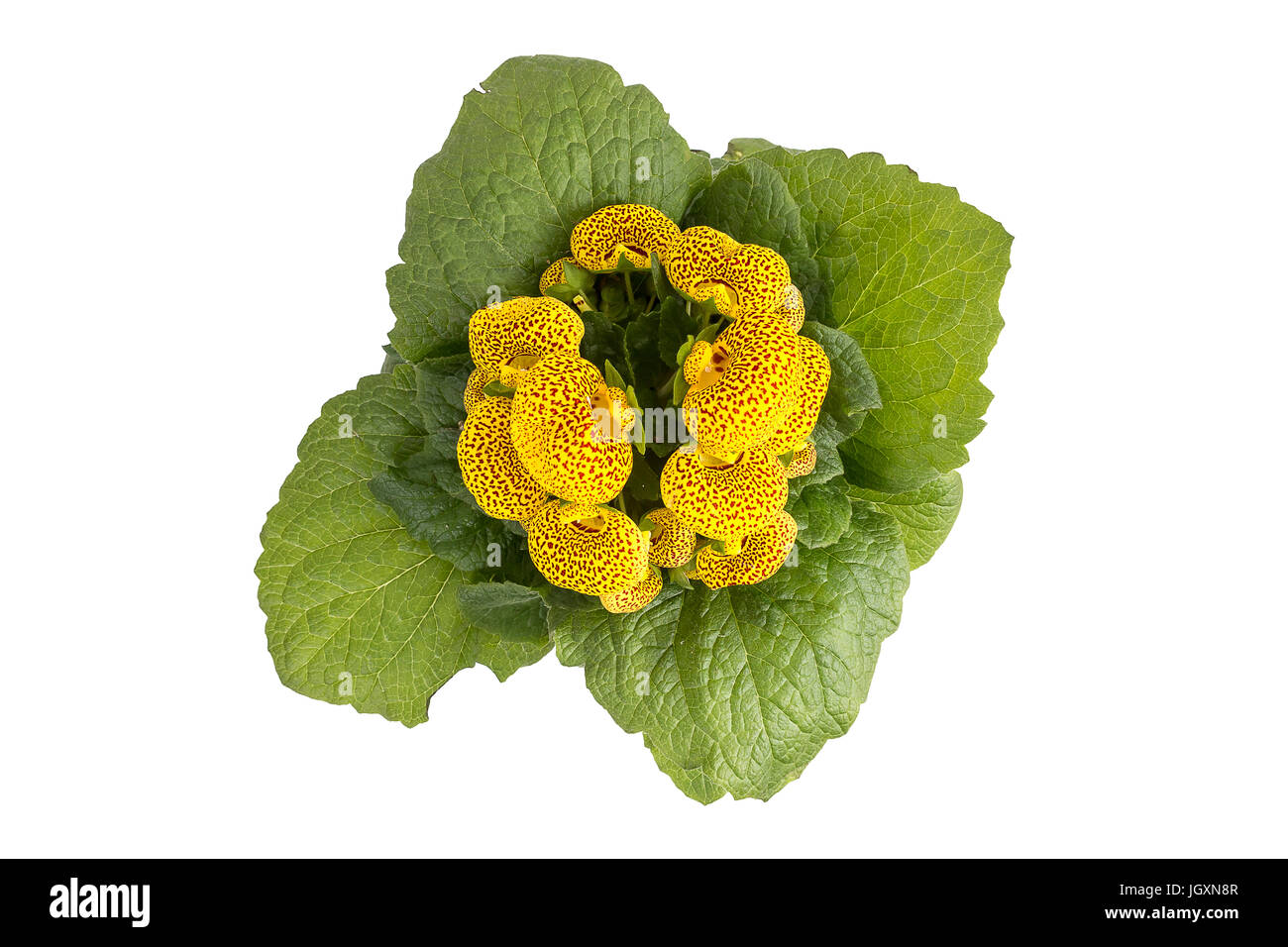 Lady's purse, slipper flower, Calceolaria Herbeohybrida, top view isolated on white Stock Photo